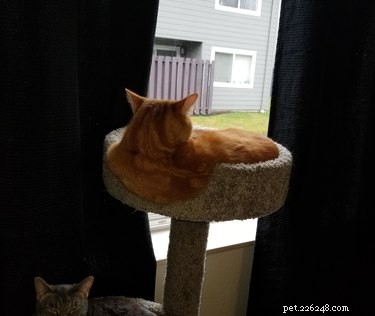 20 Endearing Pets That Look Like Delicious Pancakes