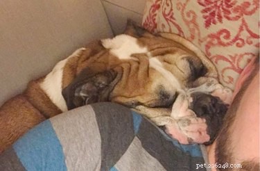 20 Endearing Pets That Look Like Delicious Pancakes