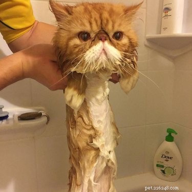 20 Endearing Pets That Look Like Delicious Pancakes