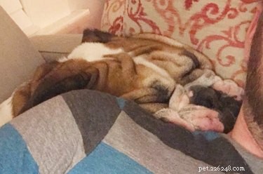 20 Endearing Pets That Look Like Delicious Pancakes