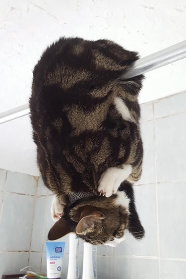 20 Endearing Pets That Look Like Delicious Pancakes