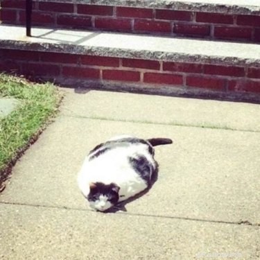 20 Endearing Pets That Look Like Delicious Pancakes