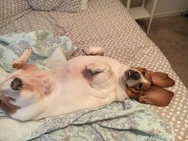 20 Endearing Pets That Look Like Delicious Pancakes