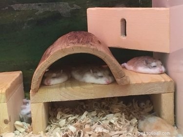 20 Endearing Pets That Look Like Delicious Pancakes