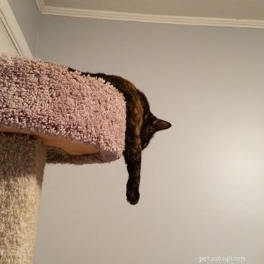 20 Endearing Pets That Look Like Delicious Pancakes