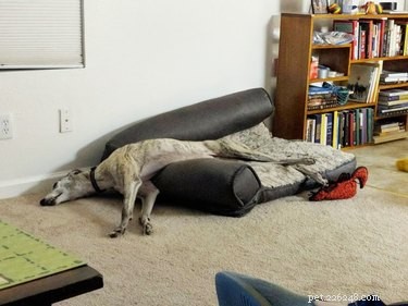 20 Endearing Pets That Look Like Delicious Pancakes