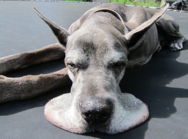 20 Endearing Pets That Look Like Delicious Pancakes