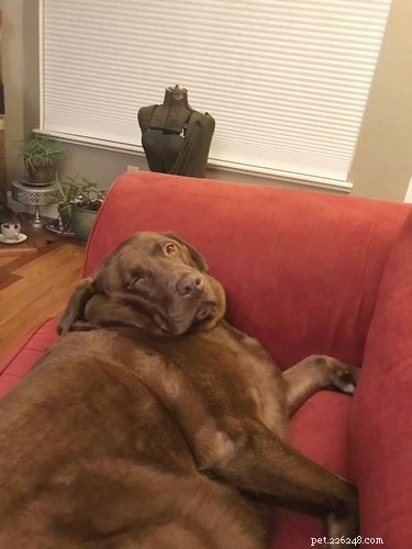 20 Endearing Pets That Look Like Delicious Pancakes