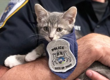 Michigan Police Department Welcomes  Pawfficer Donut —The Feline Officer Making Headlines