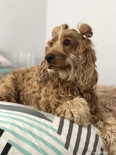 15 Stunning Pets with Gorgeous Hair That Will Inspire You