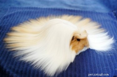 15 Stunning Pets with Gorgeous Hair That Will Inspire You