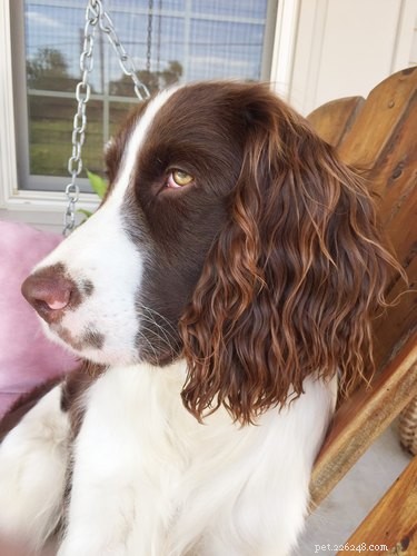 15 Stunning Pets with Gorgeous Hair That Will Inspire You