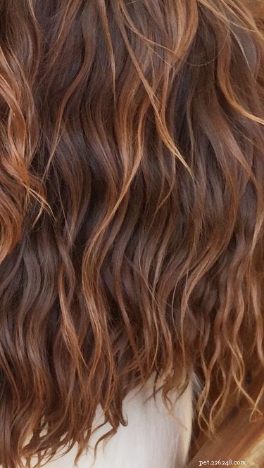 15 Stunning Pets with Gorgeous Hair That Will Inspire You