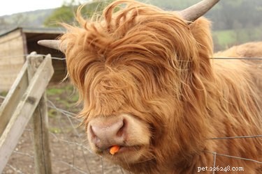 15 Stunning Pets with Gorgeous Hair That Will Inspire You