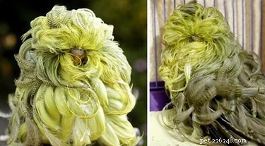 15 Stunning Pets with Gorgeous Hair That Will Inspire You