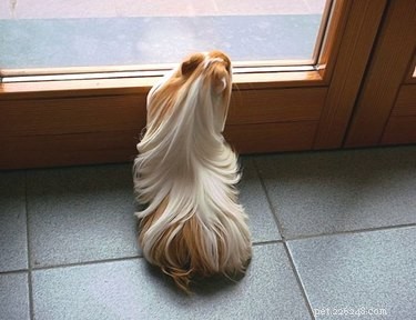 15 Stunning Pets with Gorgeous Hair That Will Inspire You