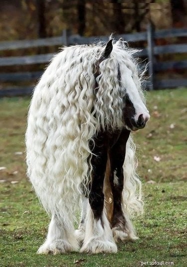 15 Stunning Pets with Gorgeous Hair That Will Inspire You
