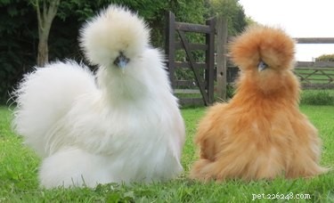 15 Stunning Pets with Gorgeous Hair That Will Inspire You