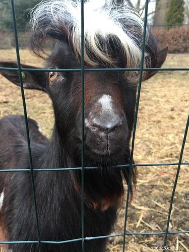 15 Stunning Pets with Gorgeous Hair That Will Inspire You