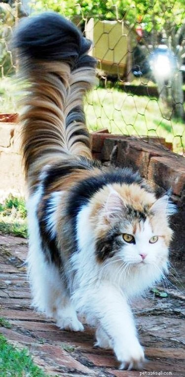 15 Stunning Pets with Gorgeous Hair That Will Inspire You