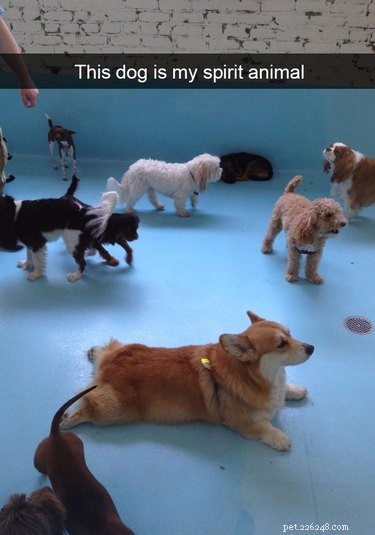 Top 16 Stunning Dog Sploots That Will Make You Smile