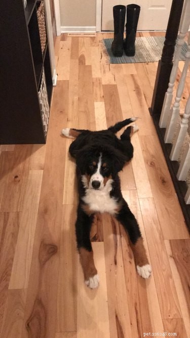 Top 16 Stunning Dog Sploots That Will Make You Smile