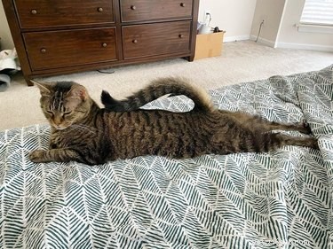 Top 16 Stunning Dog Sploots That Will Make You Smile