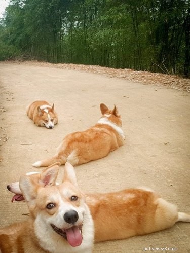 Top 16 Stunning Dog Sploots That Will Make You Smile