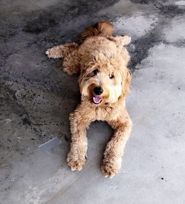 Top 16 Stunning Dog Sploots That Will Make You Smile