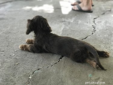 Top 16 Stunning Dog Sploots That Will Make You Smile