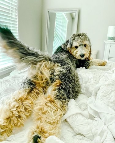 Top 16 Stunning Dog Sploots That Will Make You Smile