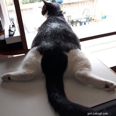 Top 16 Stunning Dog Sploots That Will Make You Smile
