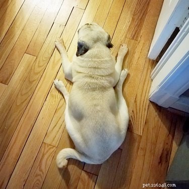 Top 16 Stunning Dog Sploots That Will Make You Smile