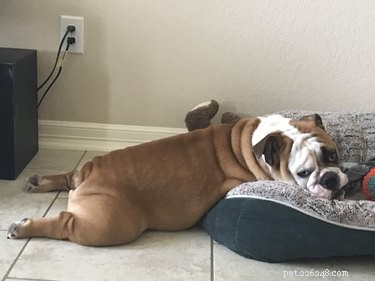 Top 16 Stunning Dog Sploots That Will Make You Smile