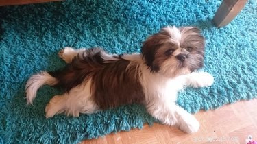 Top 16 Stunning Dog Sploots That Will Make You Smile