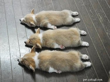 Top 16 Stunning Dog Sploots That Will Make You Smile