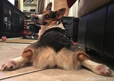 Top 16 Stunning Dog Sploots That Will Make You Smile