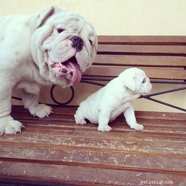 19 Inspiring Animal Moms to Share with Your Own