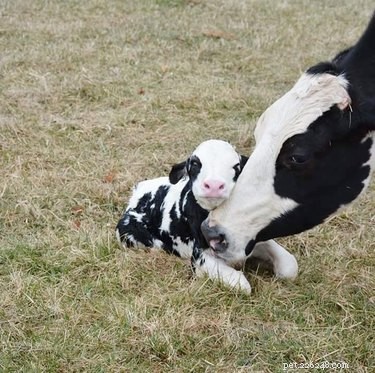 19 Inspiring Animal Moms to Share with Your Own