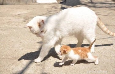 19 Inspiring Animal Moms to Share with Your Own