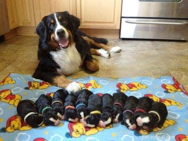 19 Inspiring Animal Moms to Share with Your Own