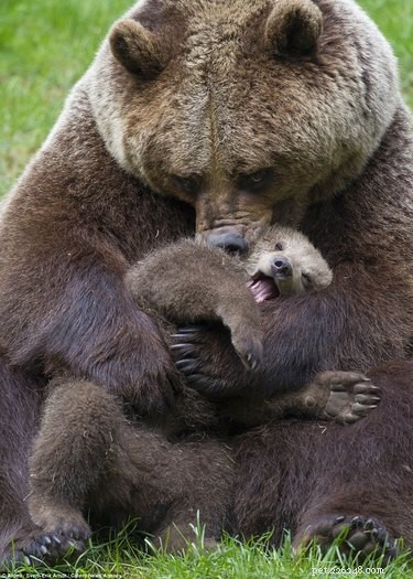 19 Inspiring Animal Moms to Share with Your Own