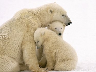 19 Inspiring Animal Moms to Share with Your Own