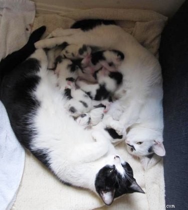 19 Inspiring Animal Moms to Share with Your Own