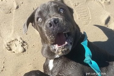 21 Pets That Remind You Your Childhood Was 10 Years Ago