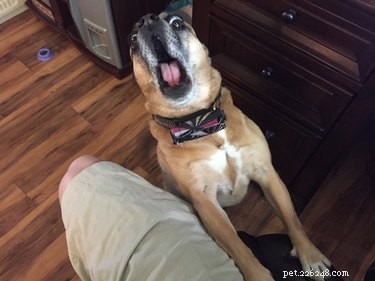 21 Pets That Remind You Your Childhood Was 10 Years Ago