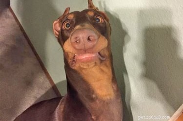 21 Pets That Remind You Your Childhood Was 10 Years Ago