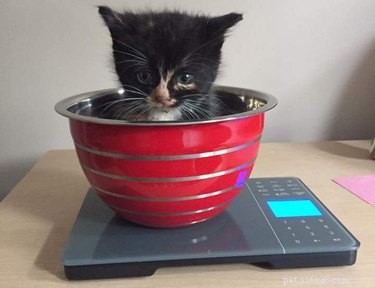 15 Animal Weight Readings That Mirror Your Fitness Journey