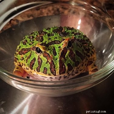 15 Animal Weight Readings That Mirror Your Fitness Journey