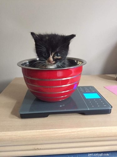15 Animal Weight Readings That Mirror Your Fitness Journey